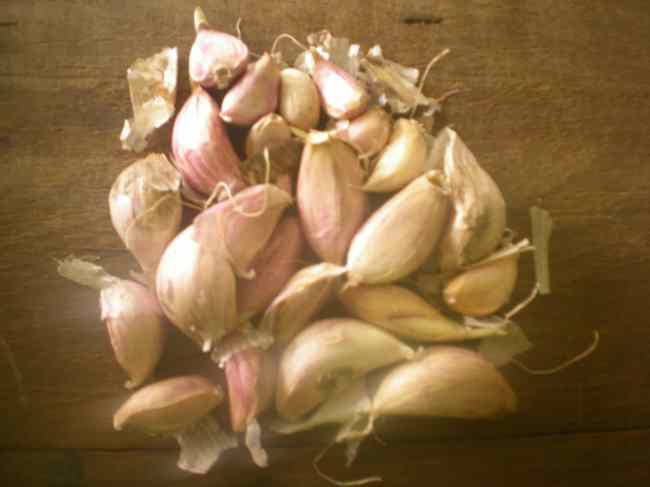 Garlic Organically Grown